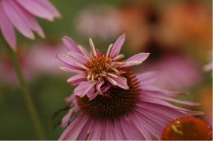 volkstuin 42 Echinacea []